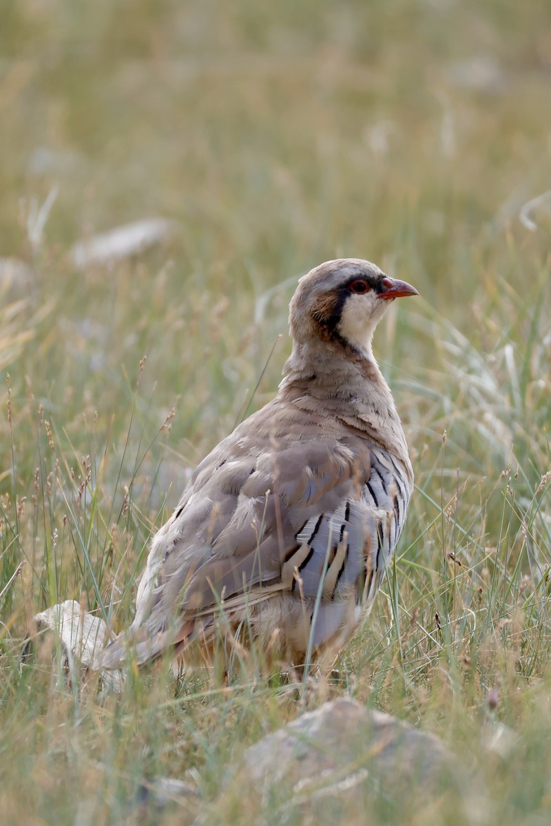 Przevalski's Partridge - ML640743686