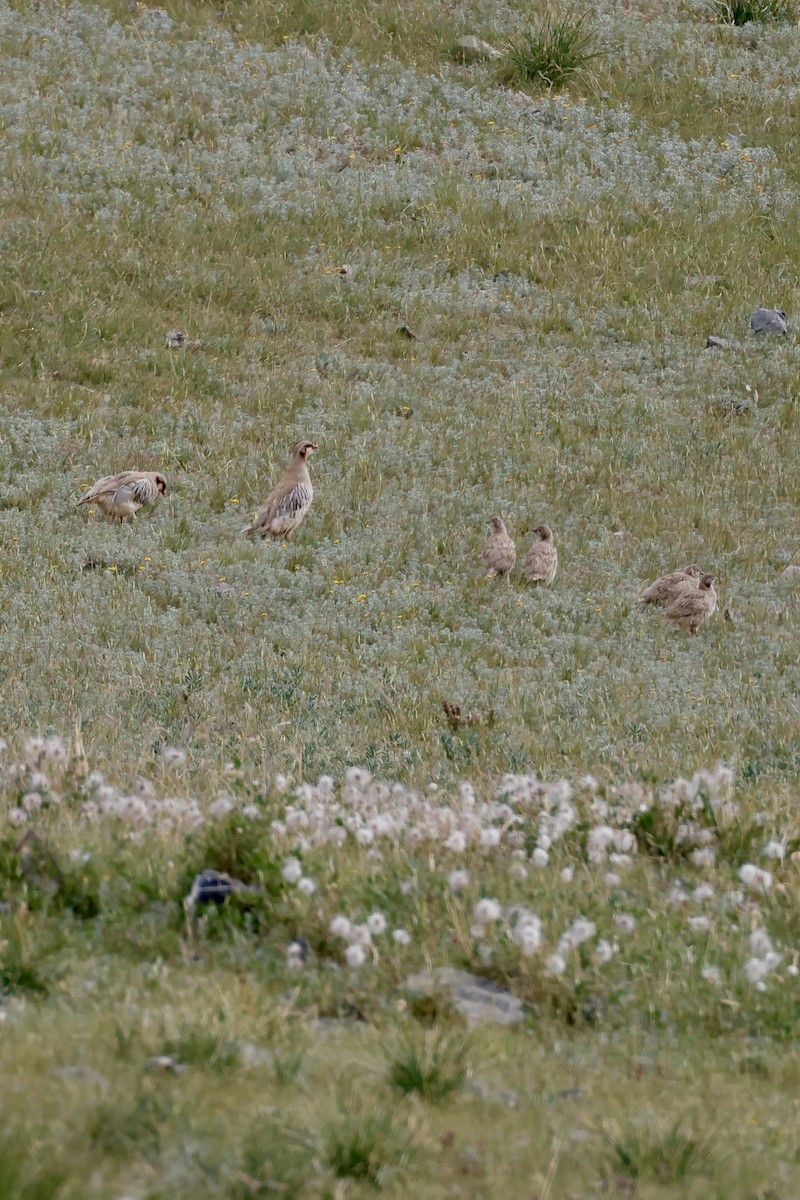 Przevalski's Partridge - ML640743687