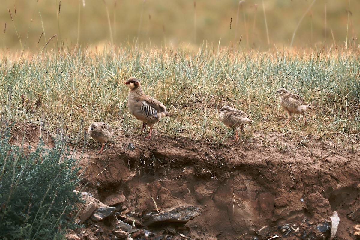Przevalski's Partridge - ML640743688
