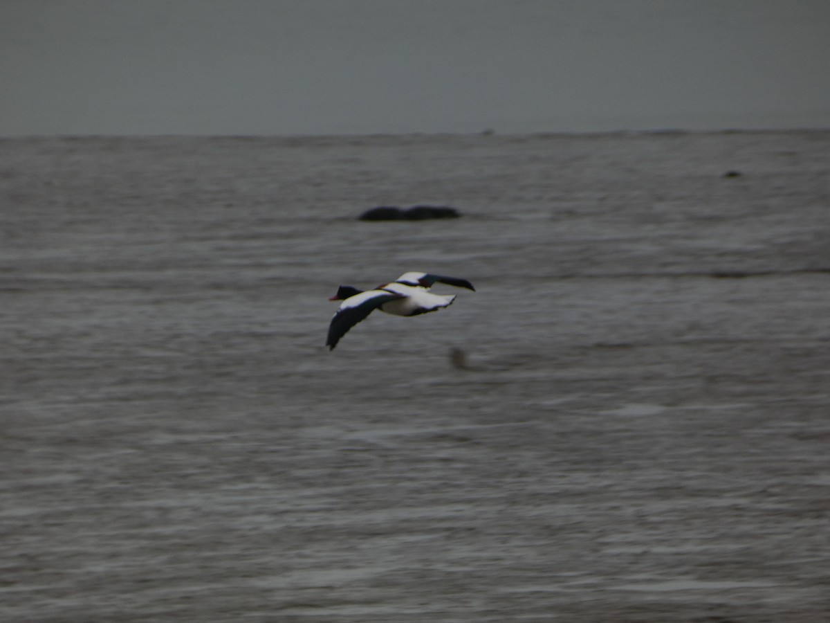 Common Shelduck - ML640743795