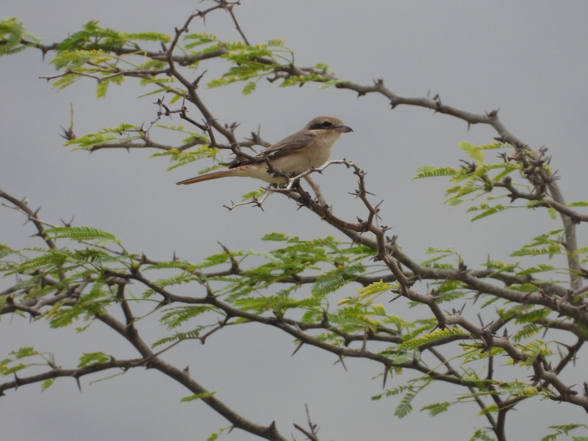Red-tailed Shrike - ML640743867