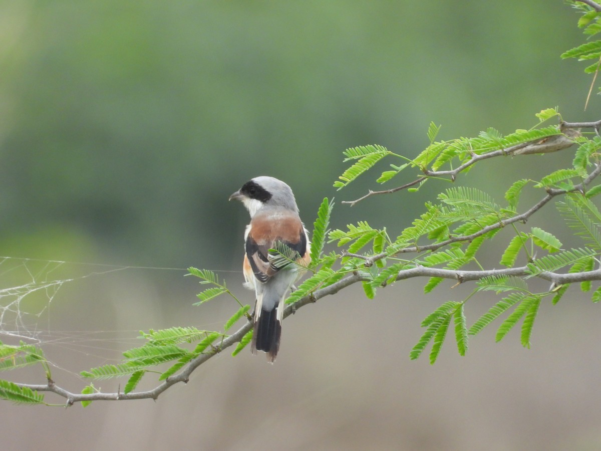 Bay-backed Shrike - ML640743873