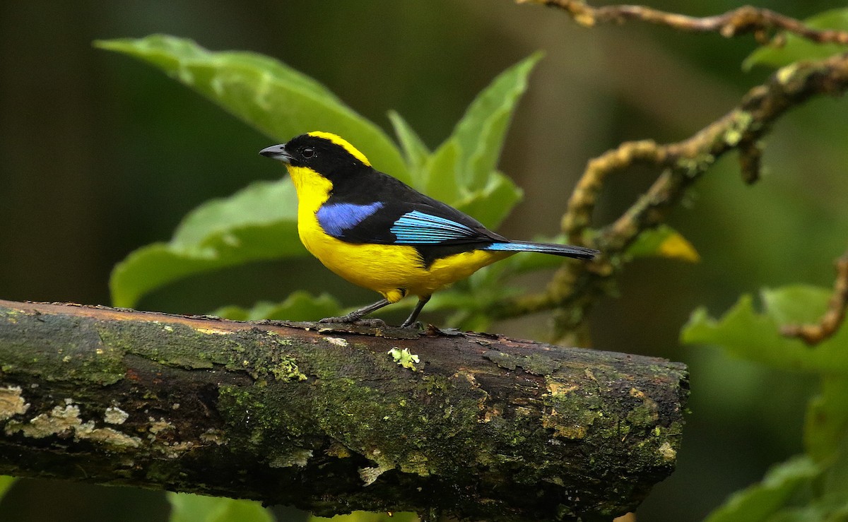 Blue-winged Mountain Tanager - ML640743879