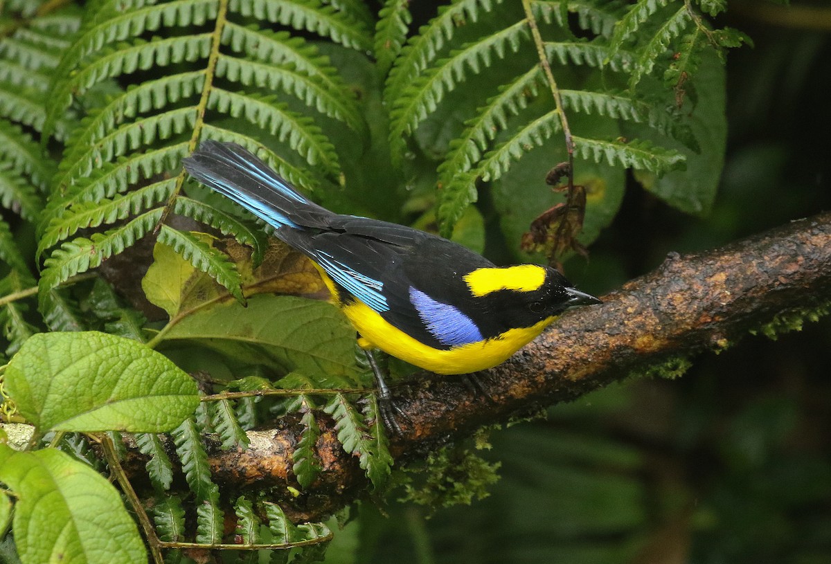 Blue-winged Mountain Tanager - ML640743881