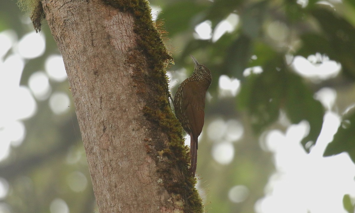Montane Woodcreeper - ML640743918