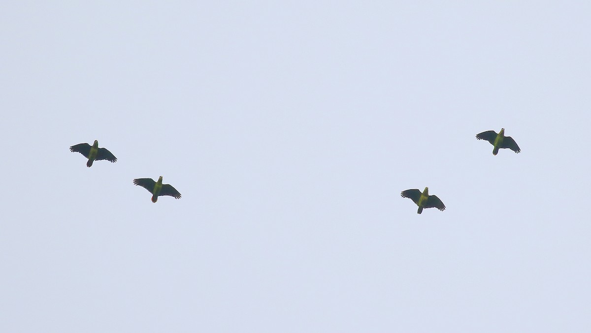 Scaly-naped Amazon - ML640743926