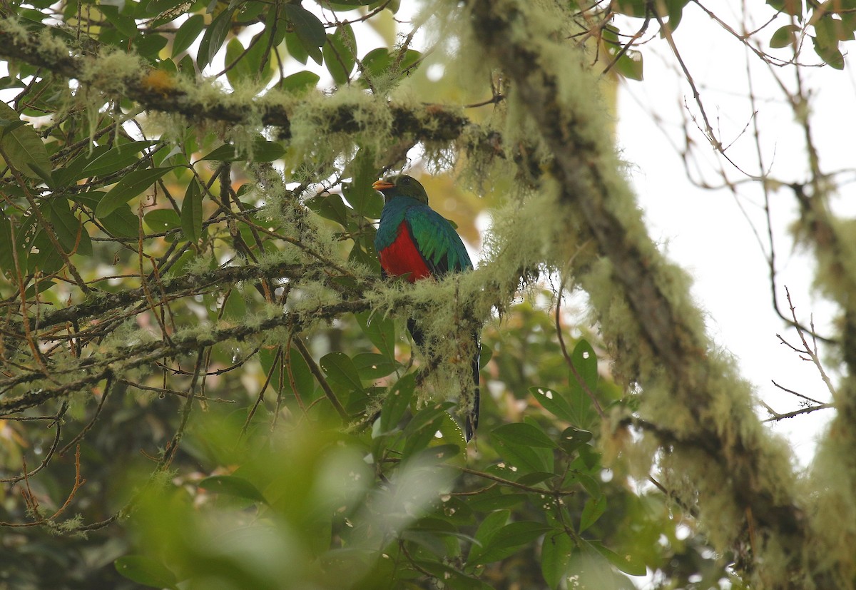 Quetzal doré - ML640743935
