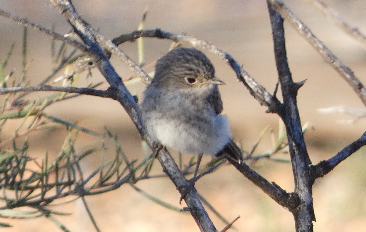 Hooded Robin - ML640743979