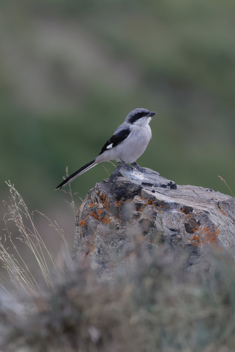 Giant Shrike - ML640743986