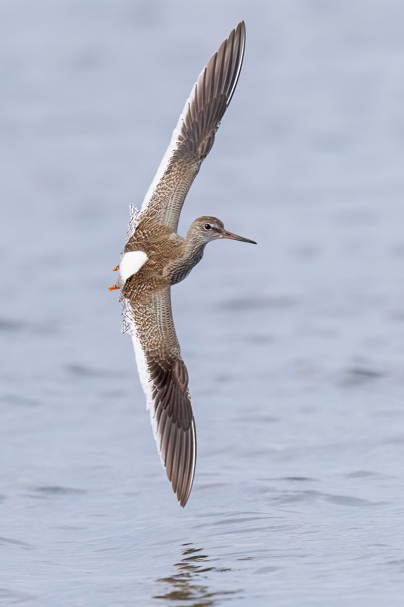 vodouš rudonohý - ML640744012