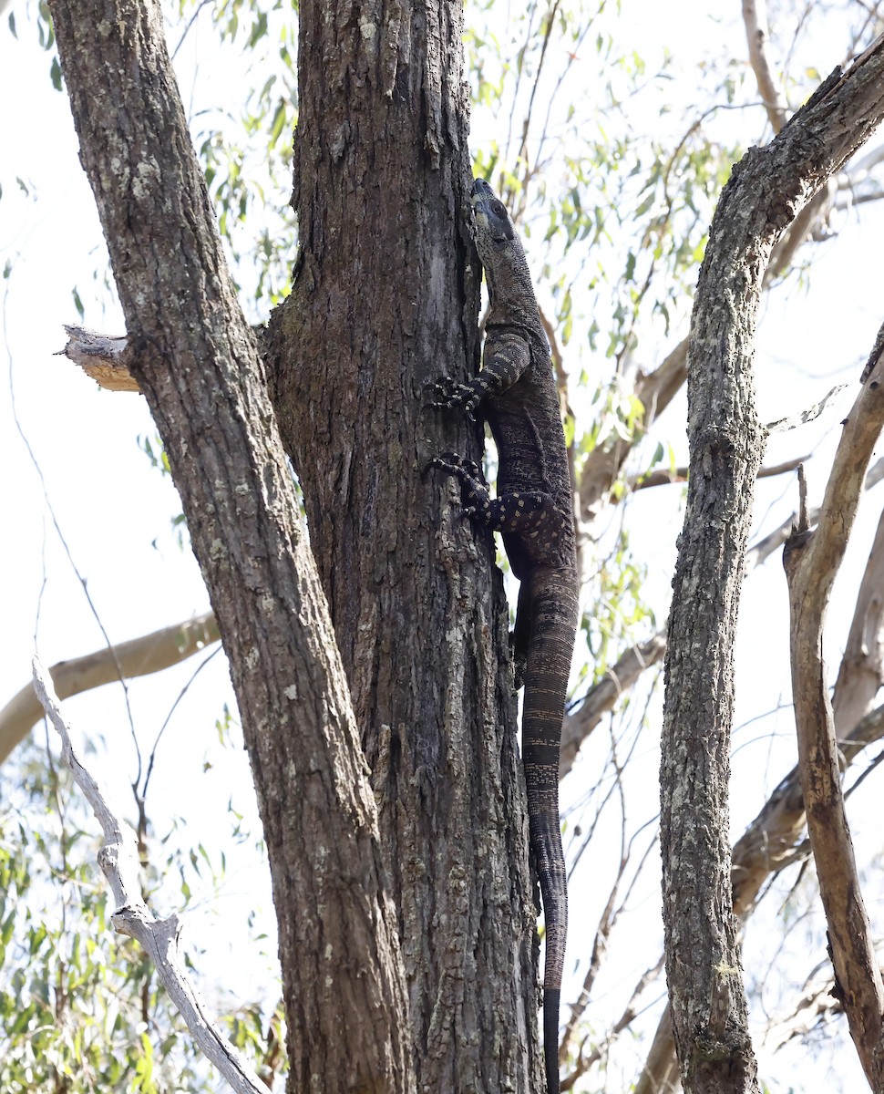 Reptiles - ML640744026