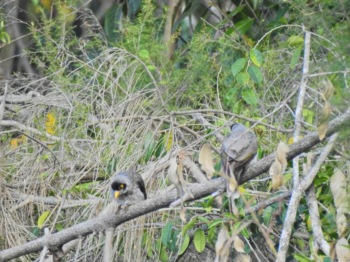 Noisy Miner - ML640744049
