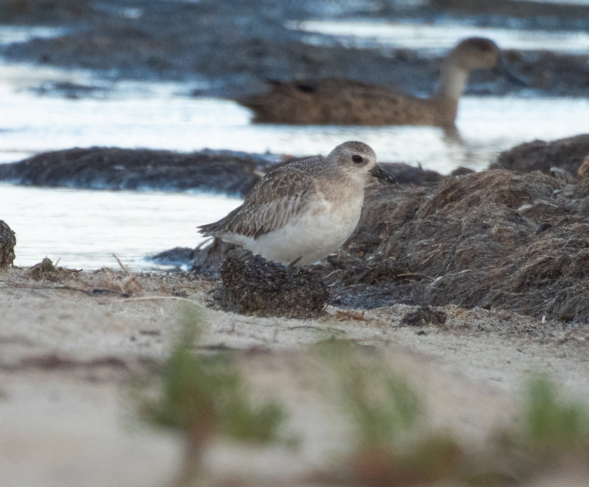 Black-bellied Plover - ML640744081