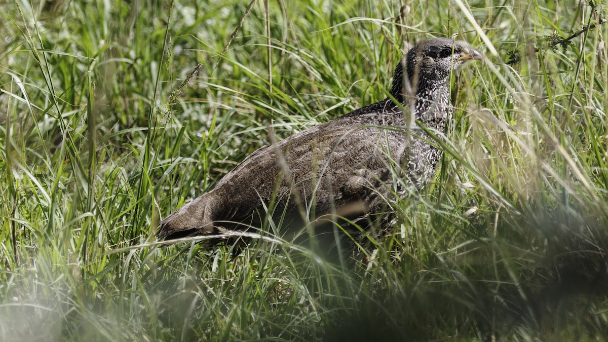 Hildebrandt's Spurfowl - ML640744098