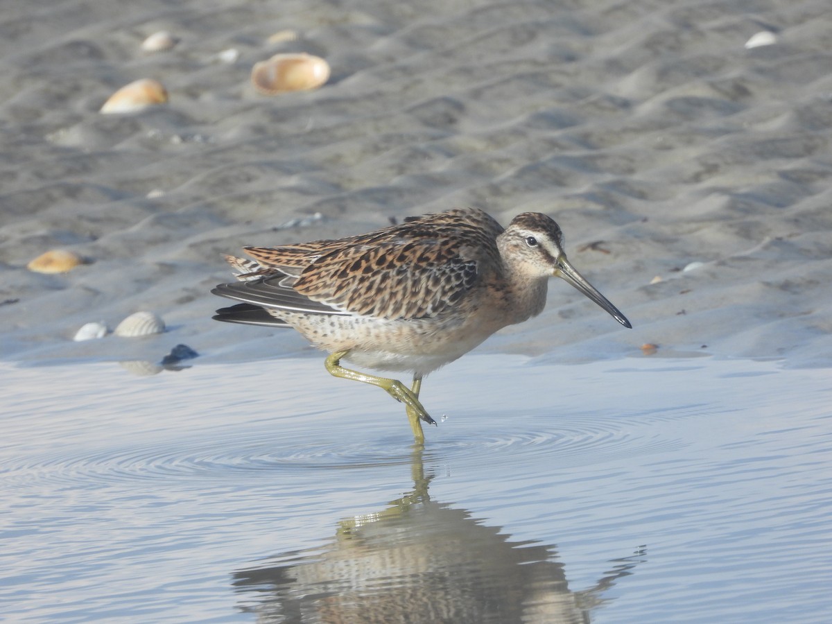 Short-billed Dowitcher - ML640744120