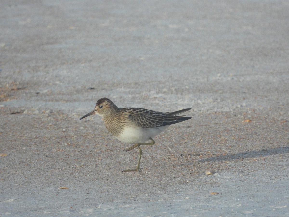 美洲尖尾濱鷸 - ML640744124