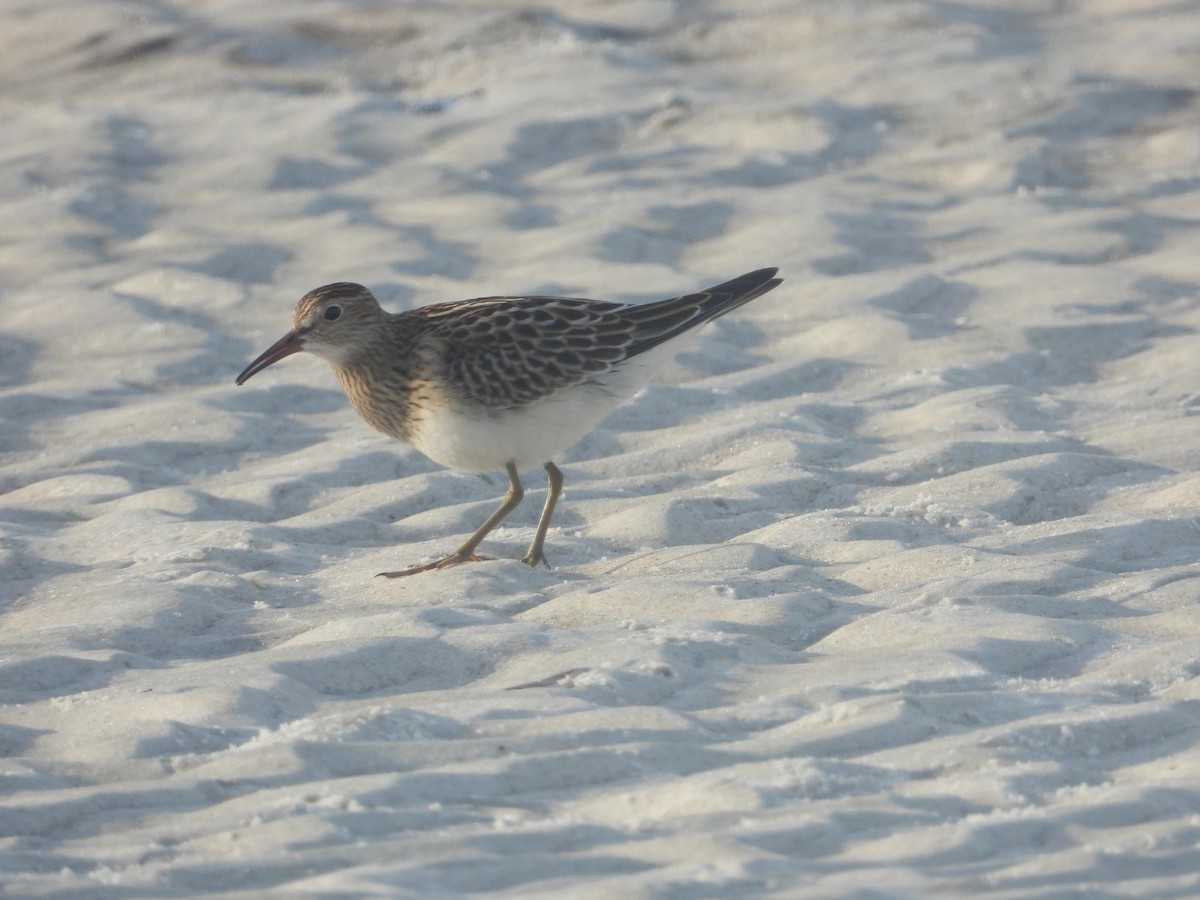 美洲尖尾濱鷸 - ML640744125