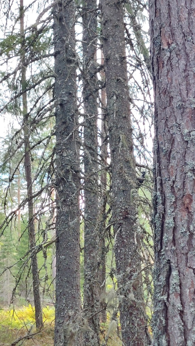 Eurasian Three-toed Woodpecker - ML640744144