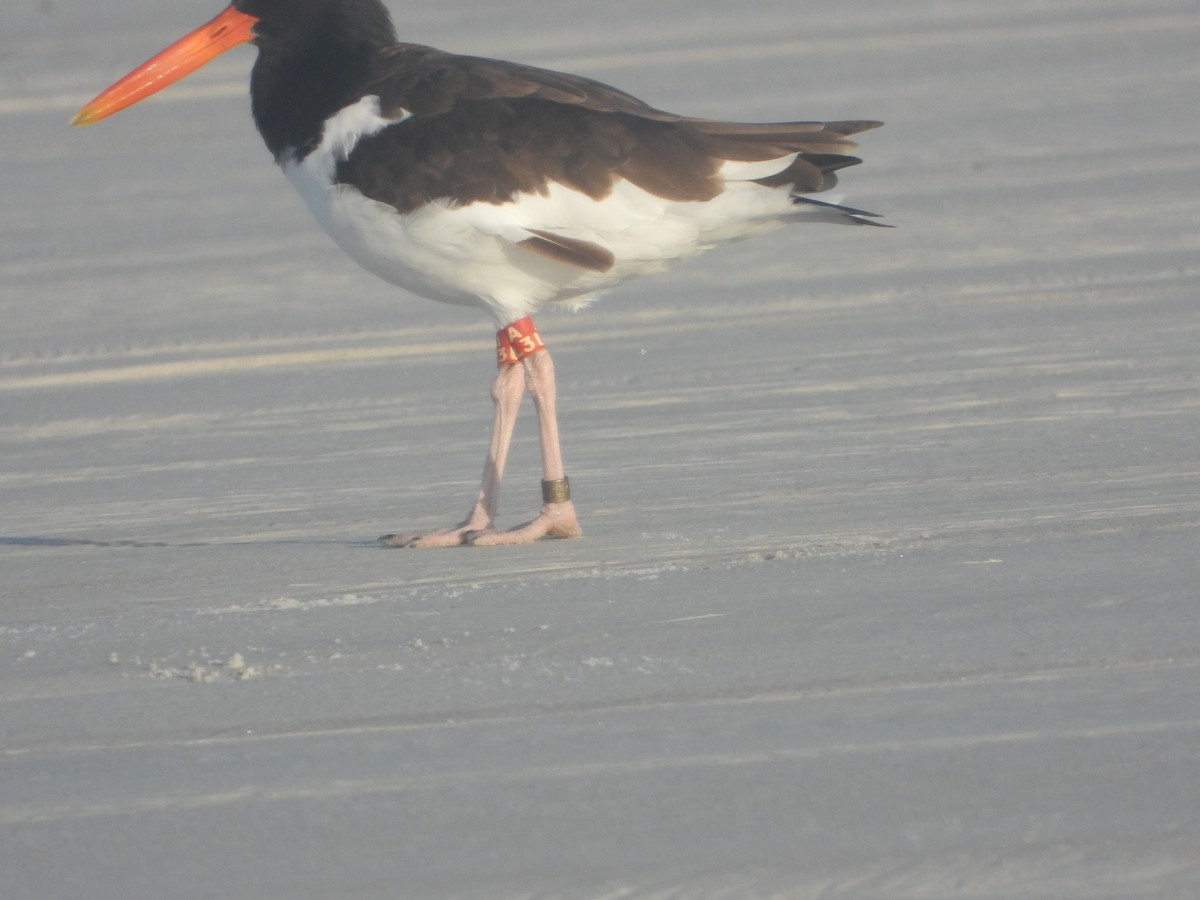 American Oystercatcher - ML640744150