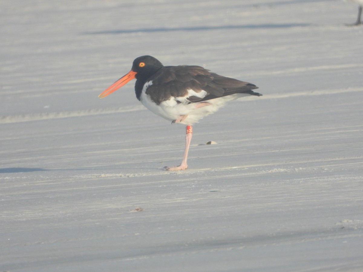 American Oystercatcher - ML640744152