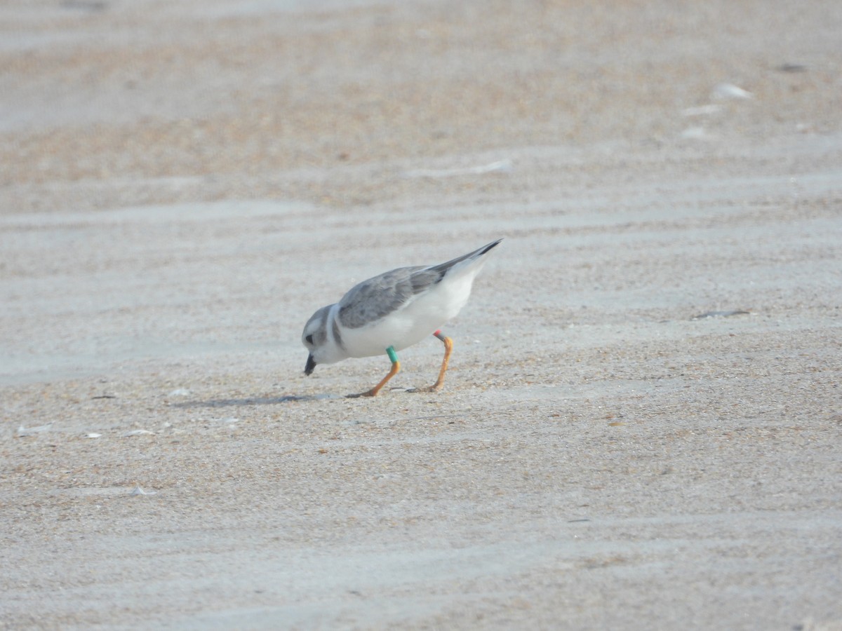 Piping Plover - ML640744173