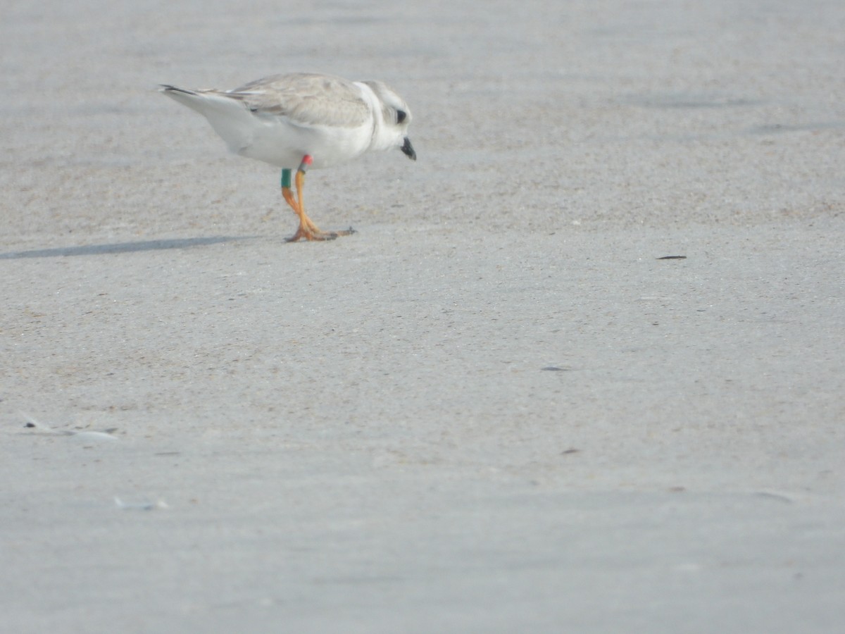 Piping Plover - ML640744174