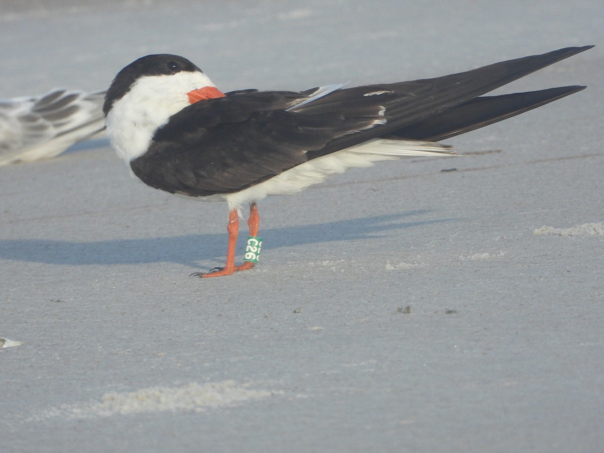 Black Skimmer - ML640744196
