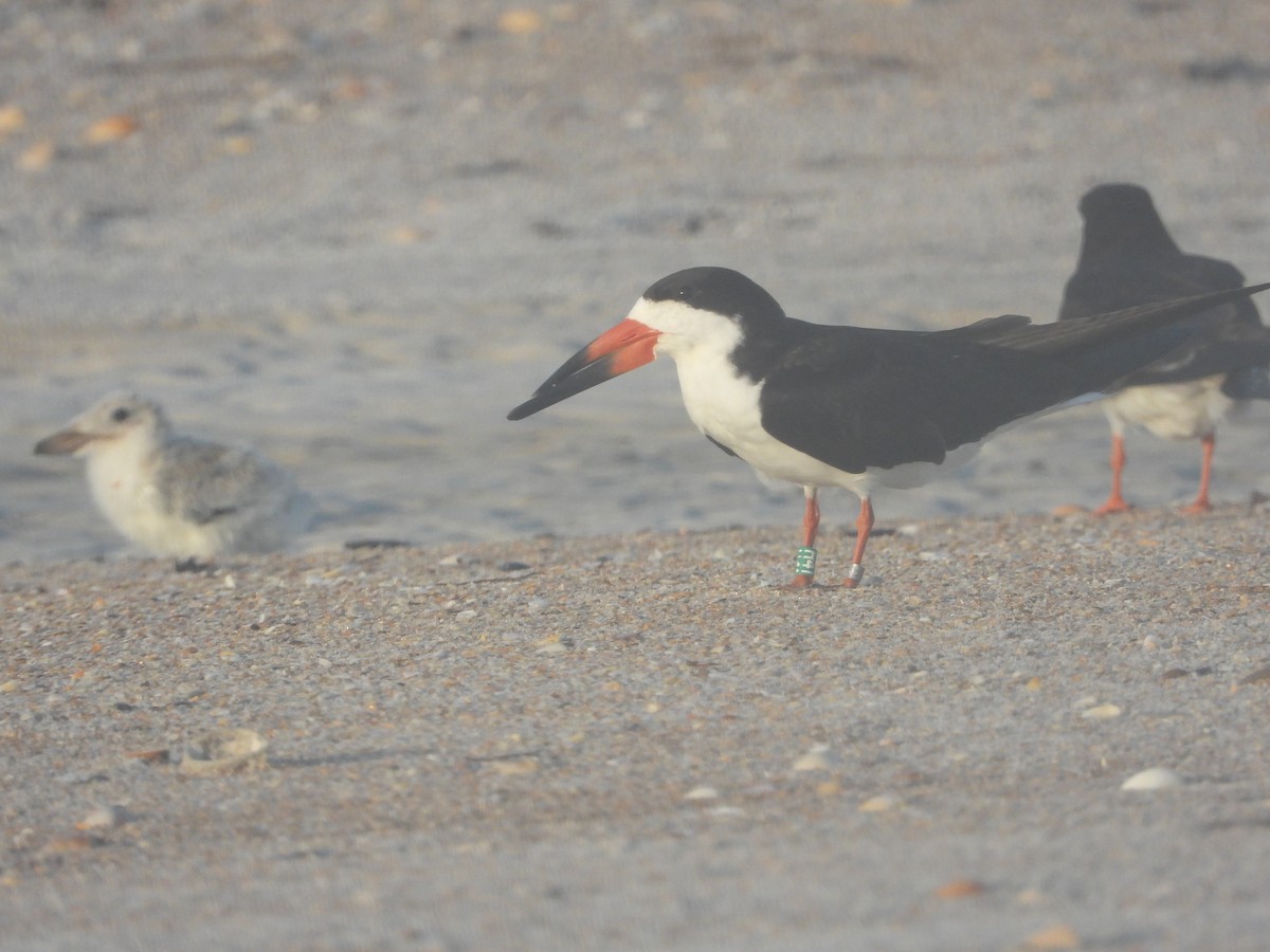 Black Skimmer - ML640744197