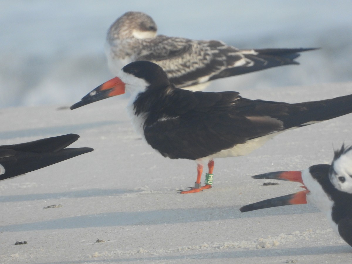Black Skimmer - ML640744198