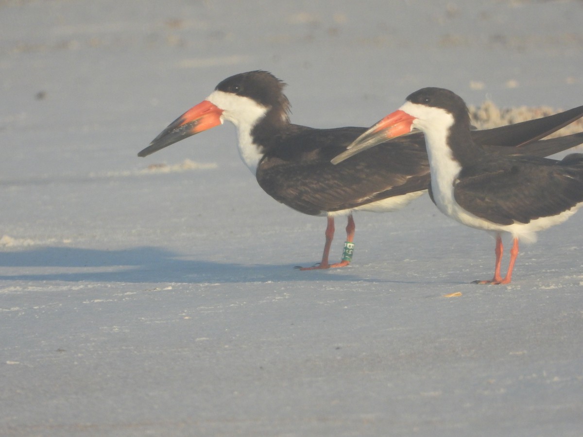 Black Skimmer - ML640744199