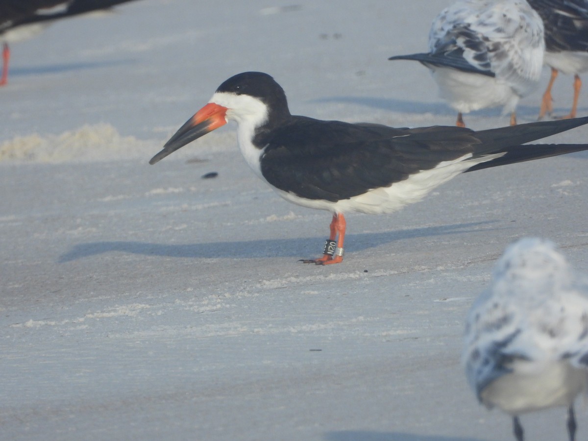 Black Skimmer - ML640744200