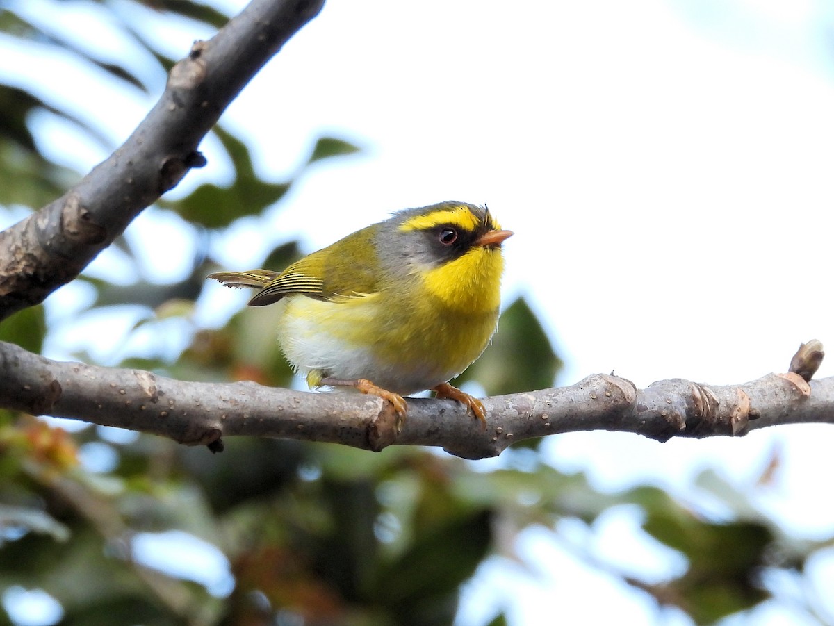 Black-faced Warbler - ML640744218