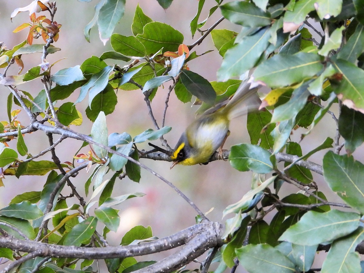 Black-faced Warbler - ML640744219