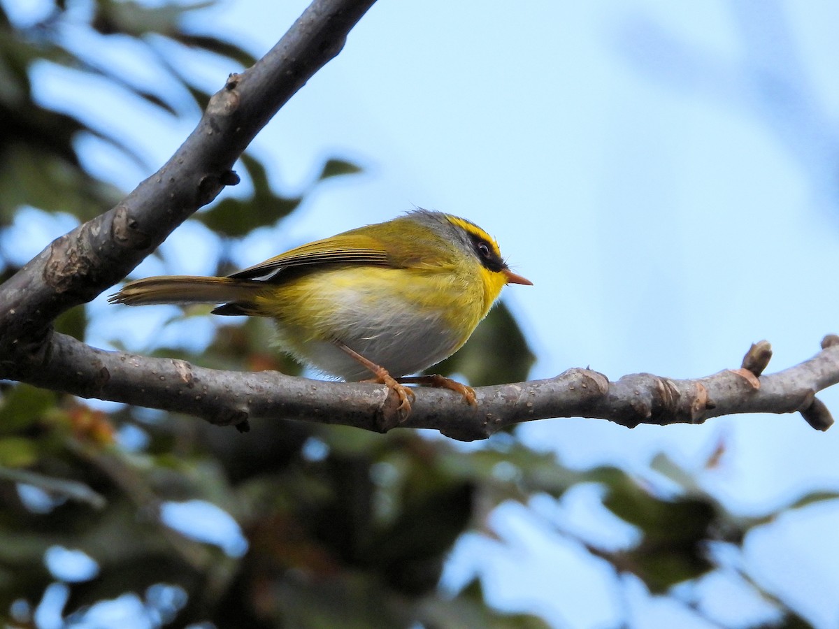 Black-faced Warbler - ML640744220