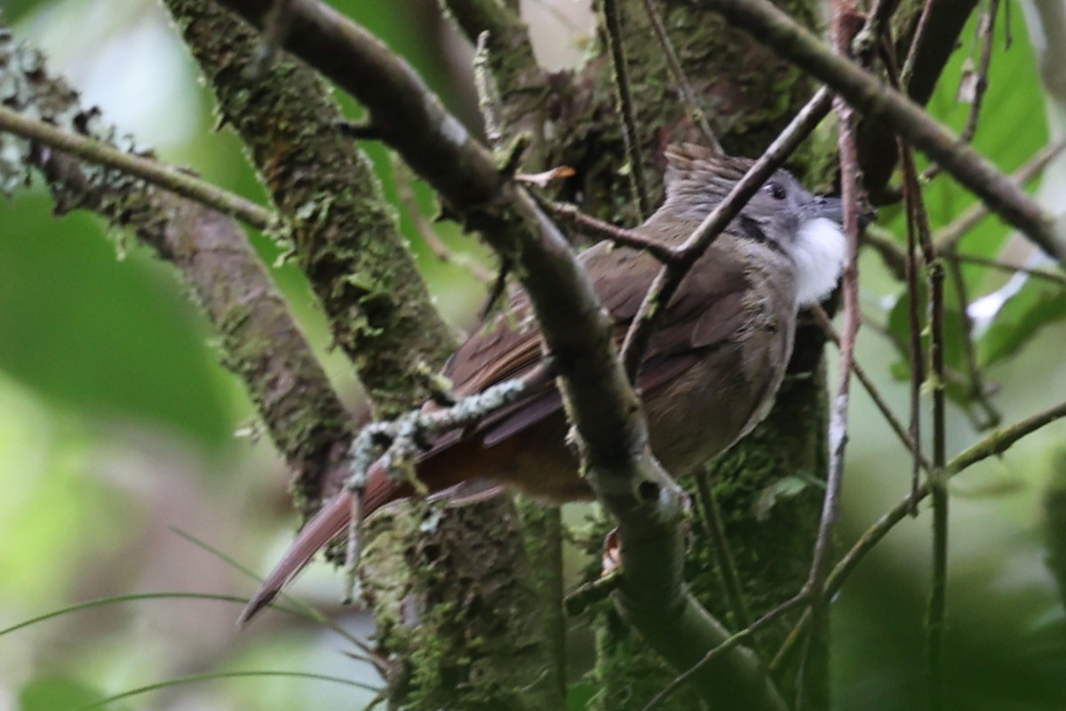 Penan Bulbul - ML640744221