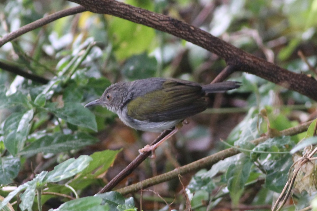 Green-backed Camaroptera - ML640744225