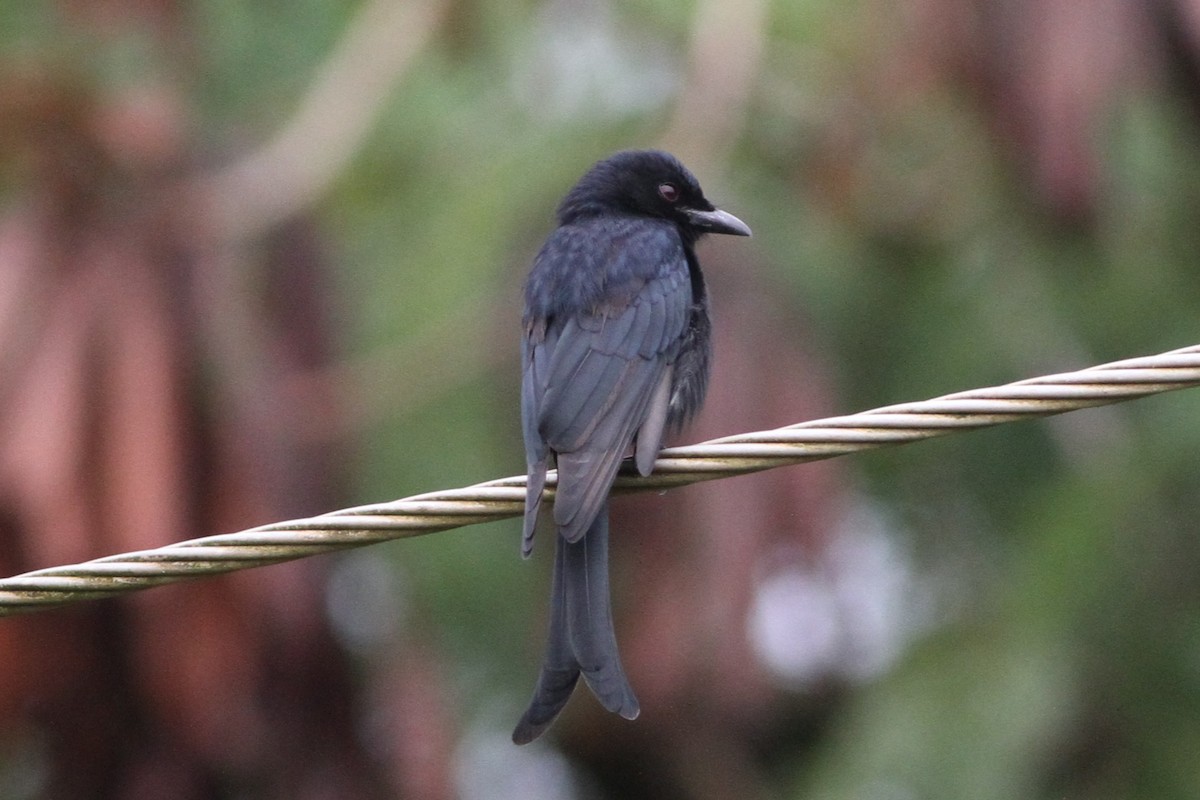 Fork-tailed Drongo - ML640744229