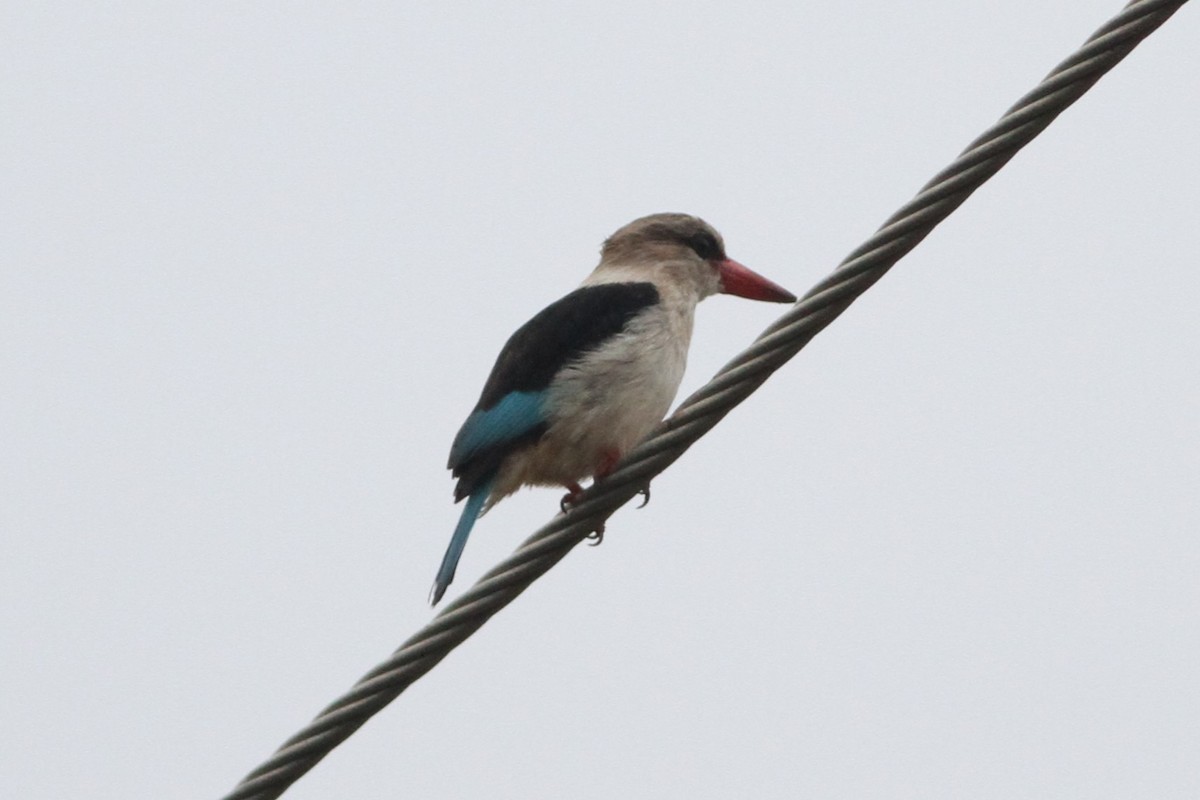 Brown-hooded Kingfisher - ML640744230
