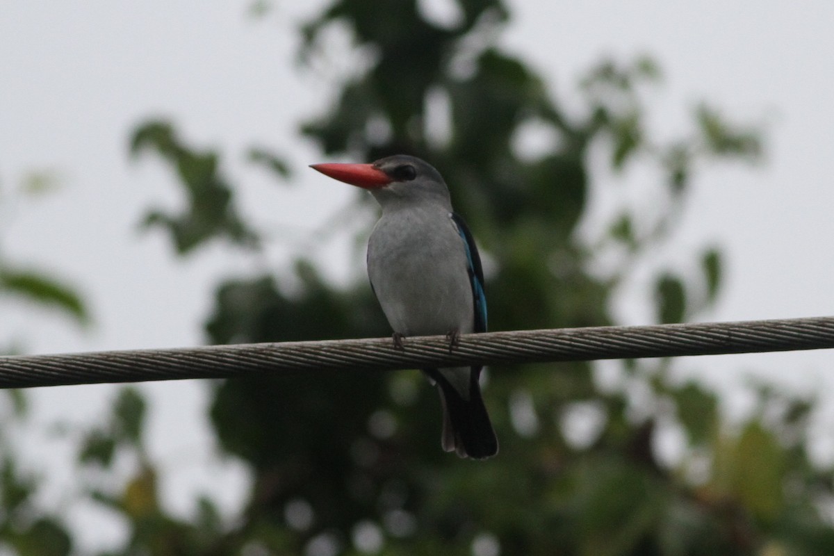 Mangrove Kingfisher - ML640744231