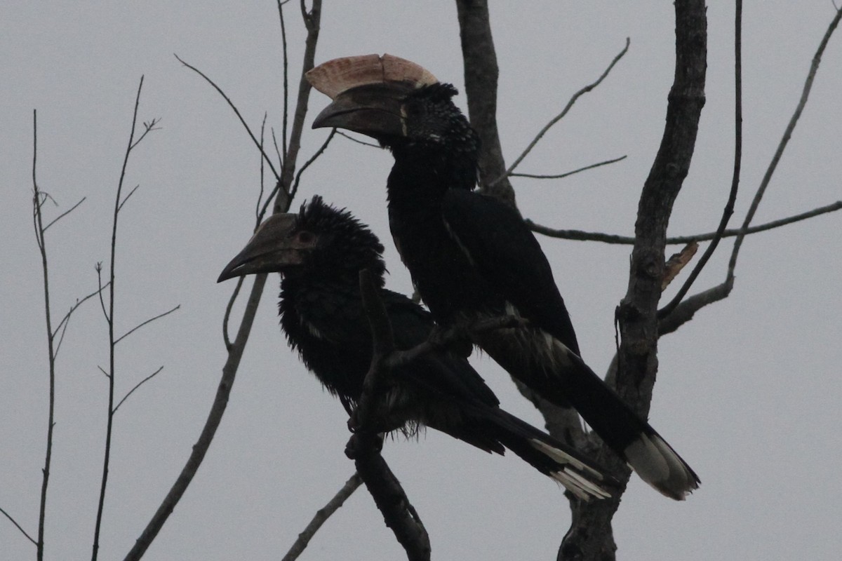 Silvery-cheeked Hornbill - ML640744235