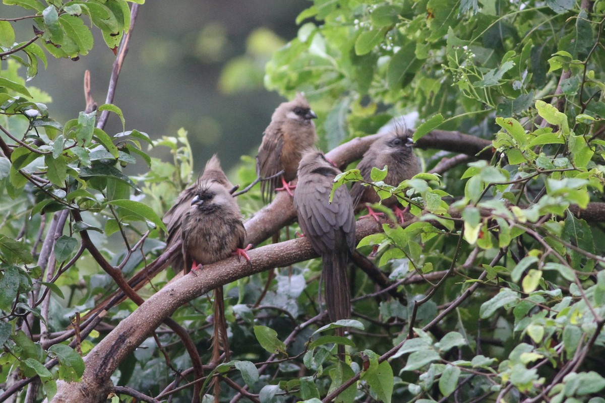 Speckled Mousebird - ML640744236