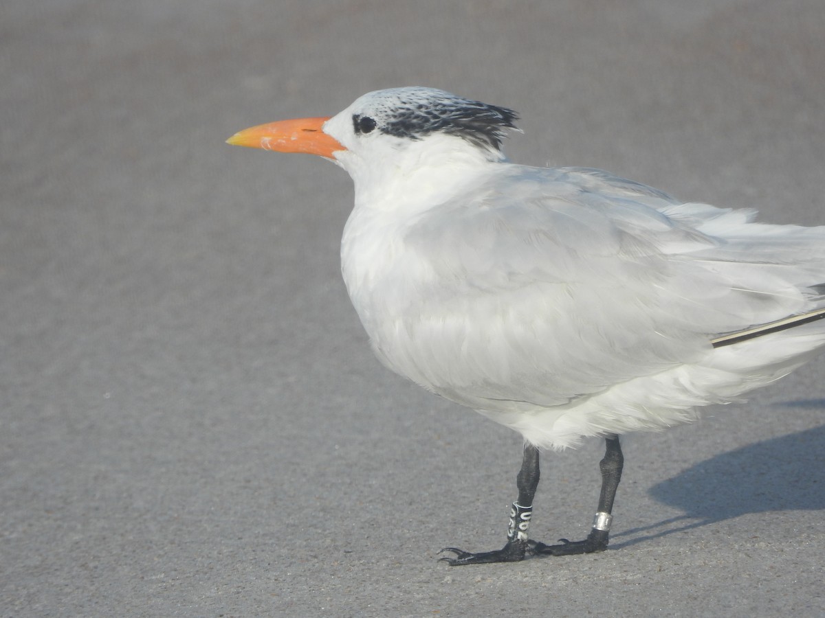Royal Tern - ML640744258
