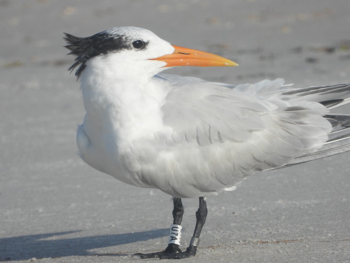 Royal Tern - ML640744259