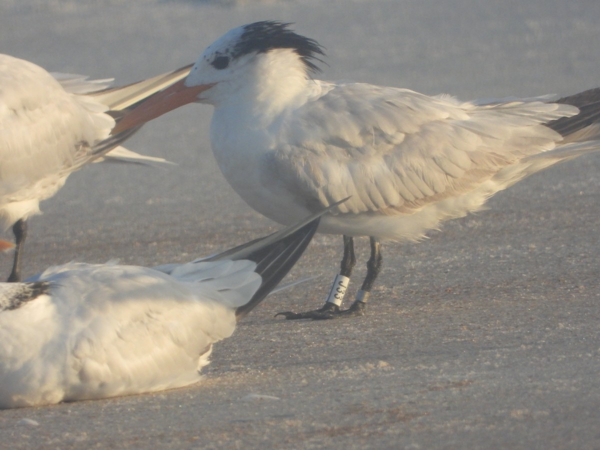 Royal Tern - ML640744261