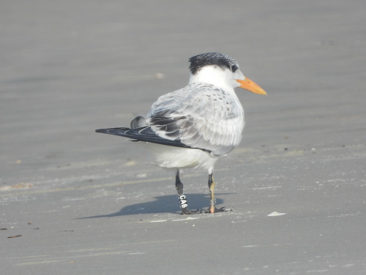 Royal Tern - ML640744262