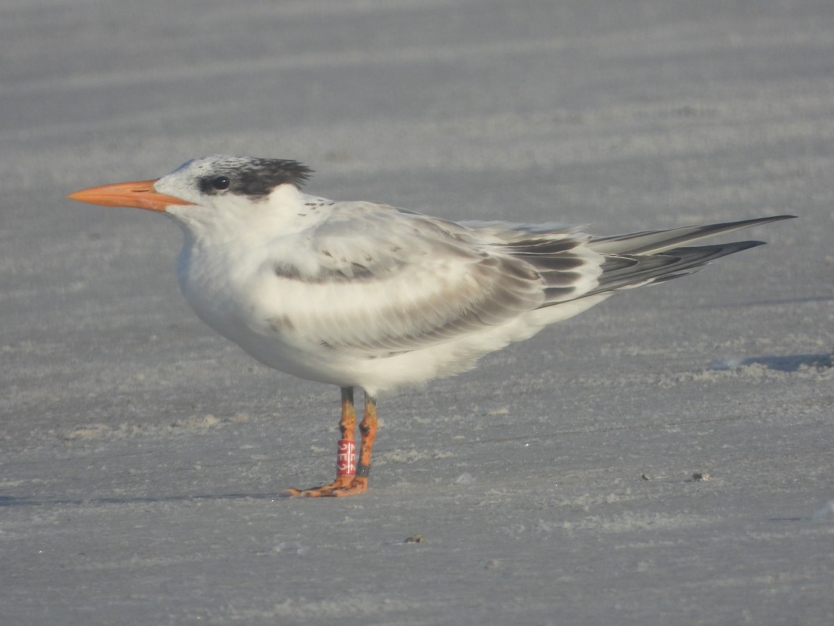 Royal Tern - ML640744263