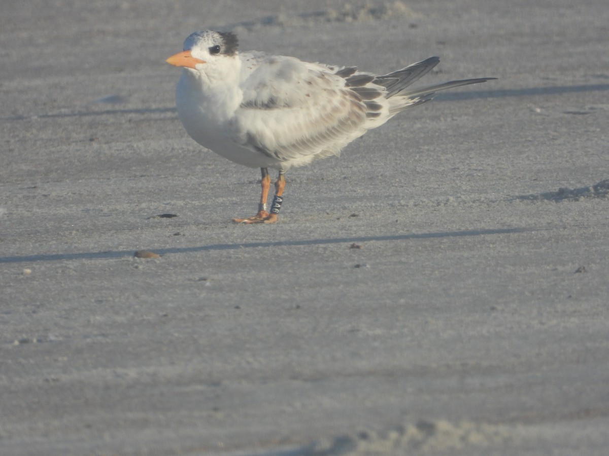 Royal Tern - ML640744264