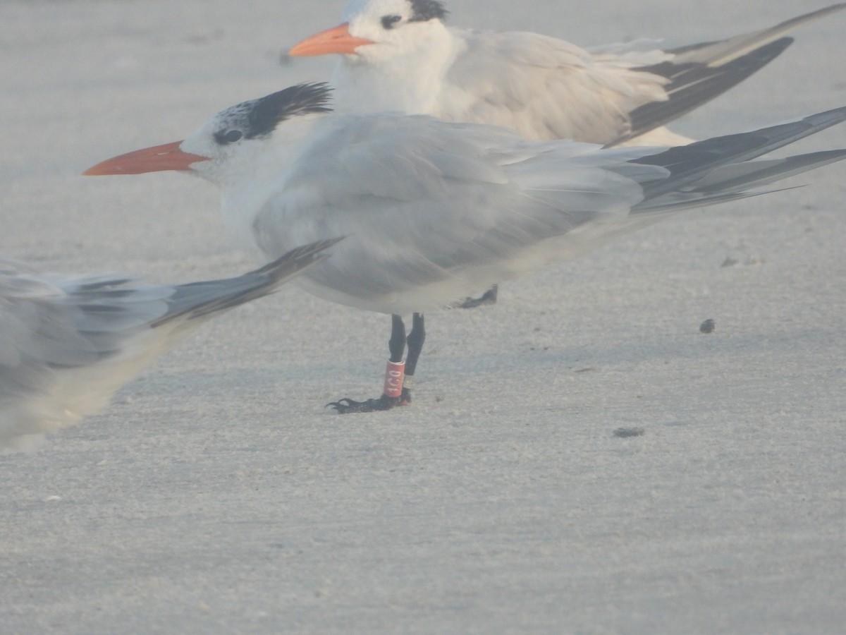 Royal Tern - ML640744265