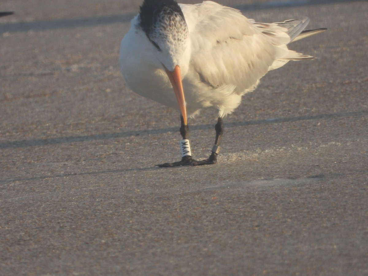Royal Tern - ML640744266