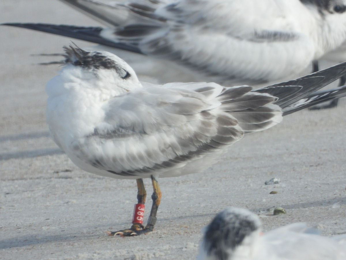 Royal Tern - ML640744267